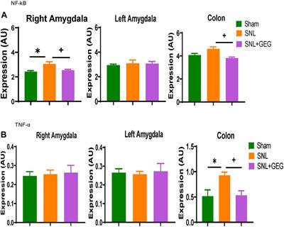 Gingerol-Enriched Ginger Supplementation Mitigates Neuropathic Pain via Mitigating Intestinal Permeability and Neuroinflammation: Gut-Brain Connection